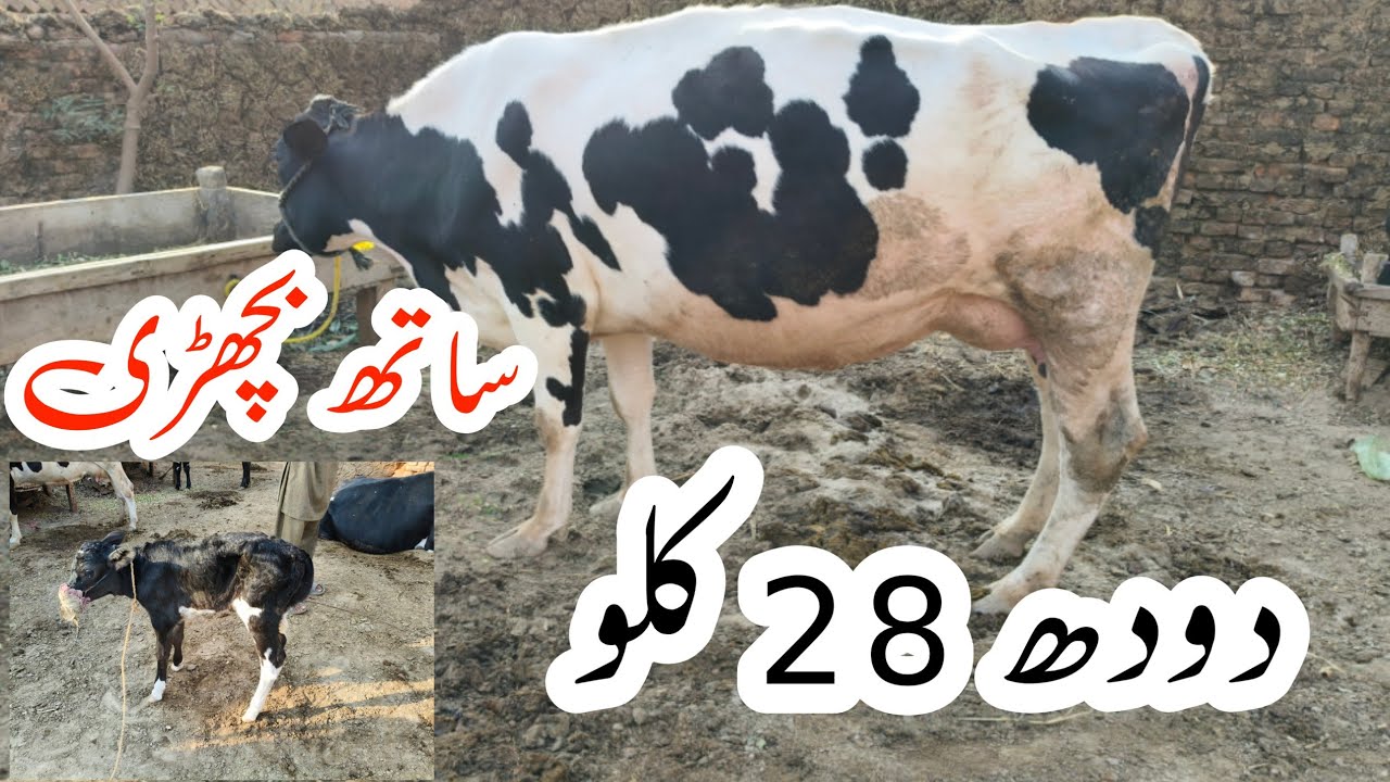 Friesen Jersey Cross Cow For Sale In Pakistan (03001921999) 