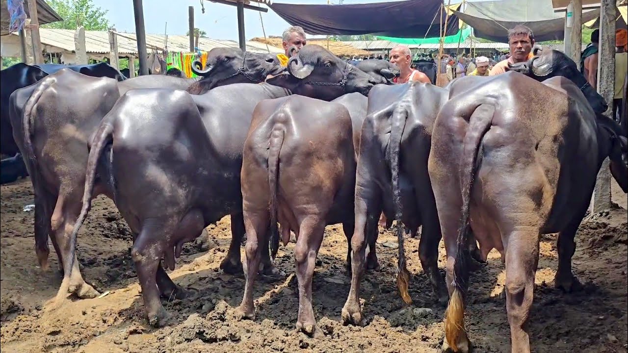 #गाजीपुर जिला में लगने वाला पशु मंडी दिलदारनगर से एक नया विडियो 2025 में | Buffalo Market in U.P