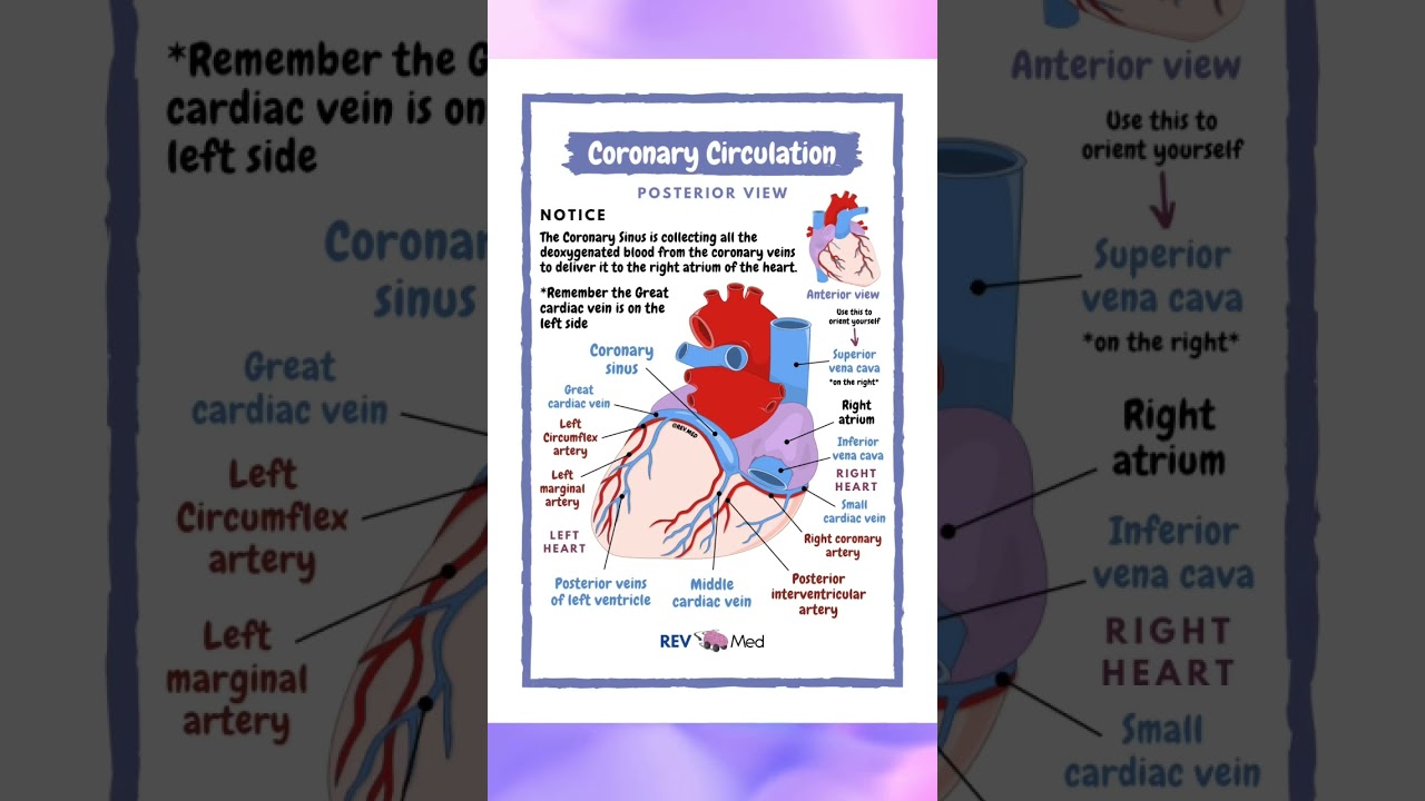 Coronary Circulation
