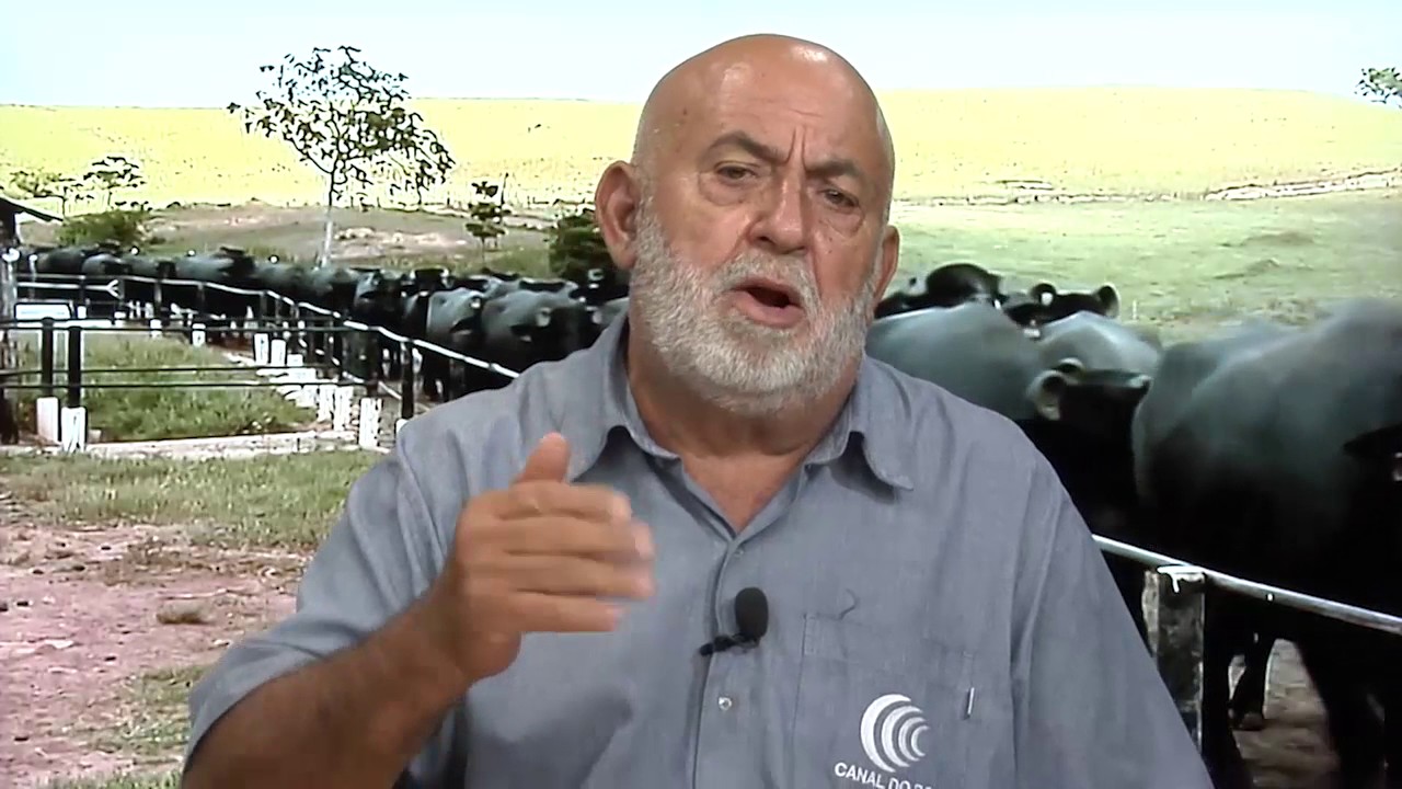 Búfalo para o Brasil 01