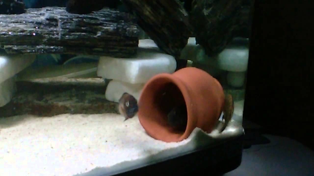 Tropheus larda &uuml;reme faaliyetleri