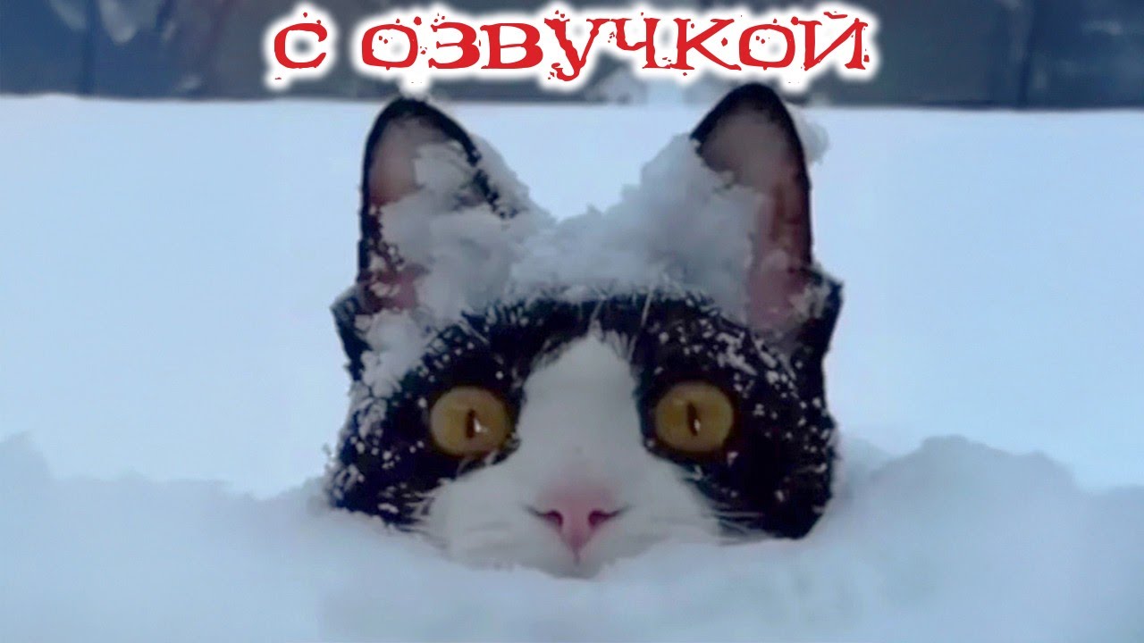 Приколы с котами! С ОЗВУЧКОЙ! Смешные коты И КОШКИ! Самые смешные животные! УГАР!!!