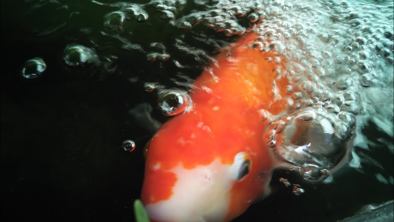 【錦鯉】寺田ポンプで爆速水換え！プロ愛用ポンプの実力が凄すぎた 🐟✨