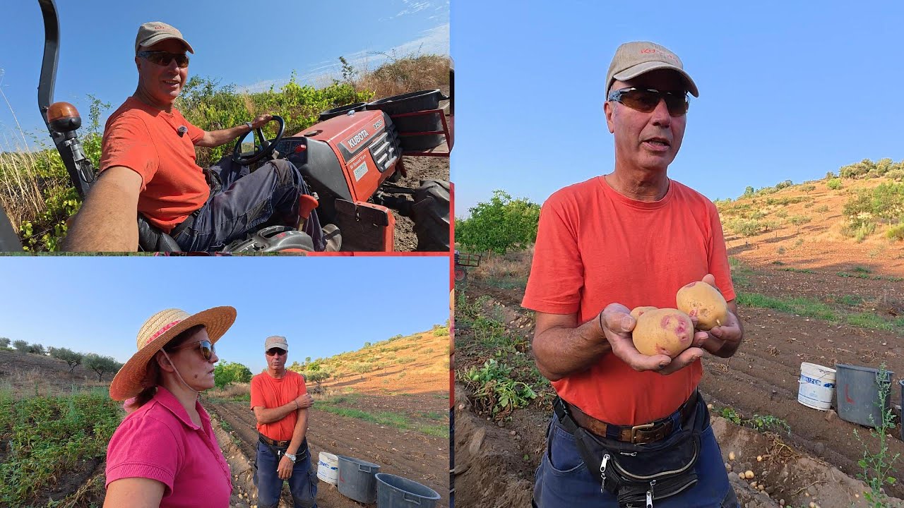NOSSA COLHEITA DE BATATAS #KUBOTA B2100 O MELHOR
