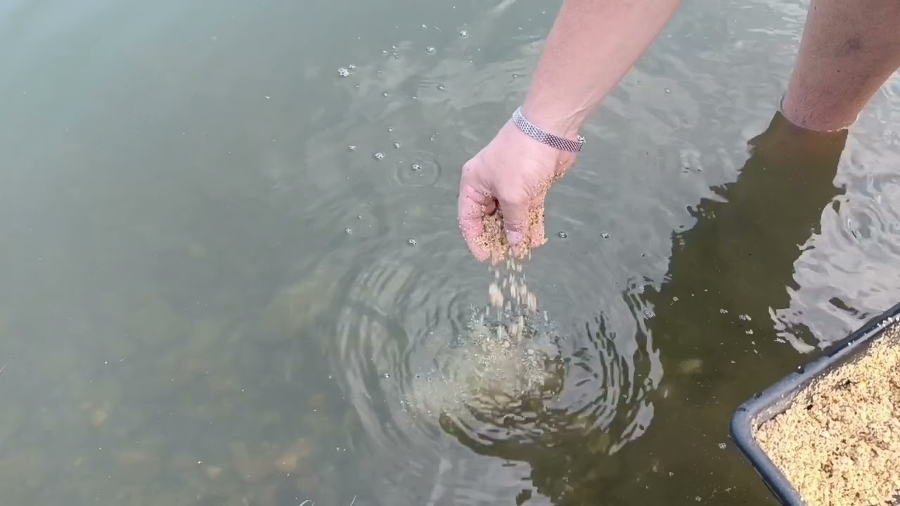 skullfish rad&iacute;