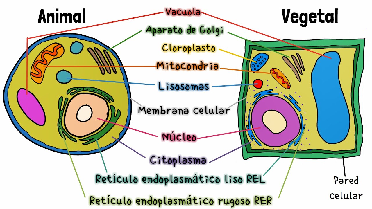 C&eacute;lula Animal y Vegetal