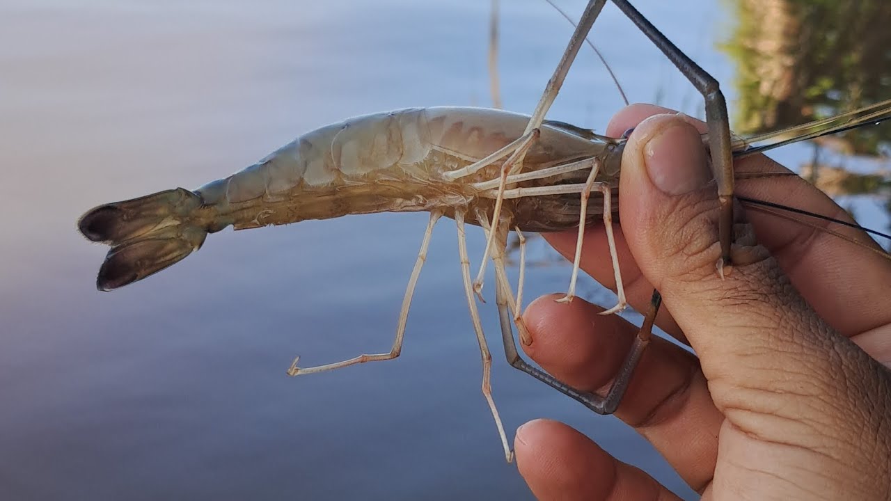 Sekian purnama,mancing udang galah lagi