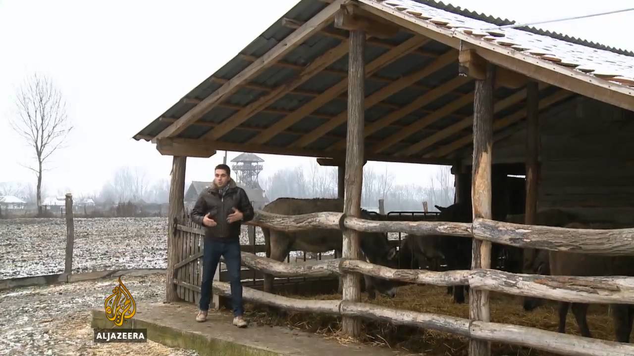 U Srbiji se pravi najskuplji sir na svijetu - Al Jazeera Balkans
