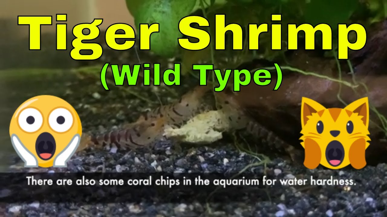 Tiger Shrimp (Caridina) Care and Feeding
