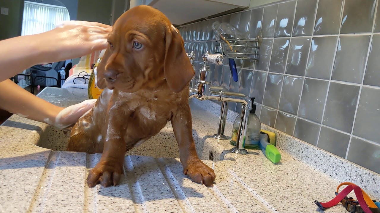 🐾 Vizsla puppy Archie having a bath