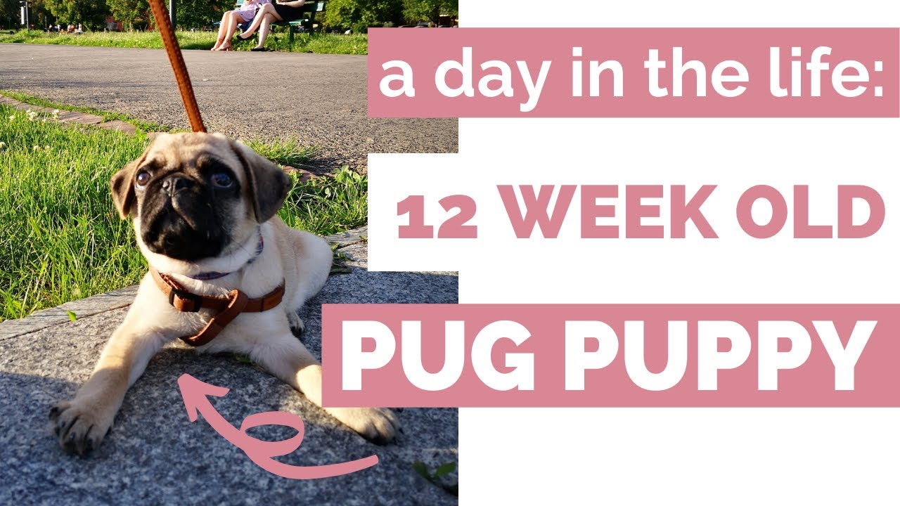 A DAY IN THE LIFE OF A 12 WEEK OLD PUG PUPPY | The exciting life of Tucker the Pug!