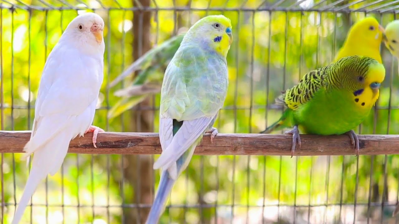 8 Hours of Non-Stop Cheerful Budgies! Enjoy the cutest moments of these playful parrots all day