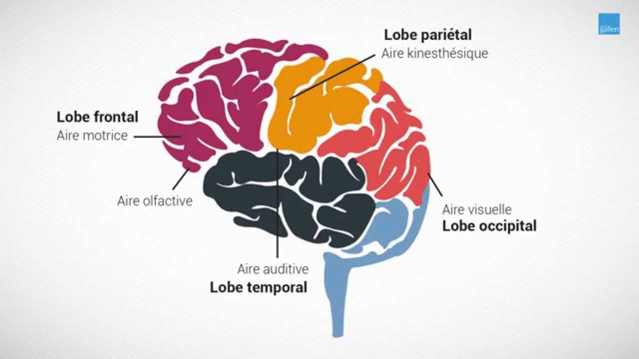 Chapitre 5 sMOOC Galien - Processus de mémorisation