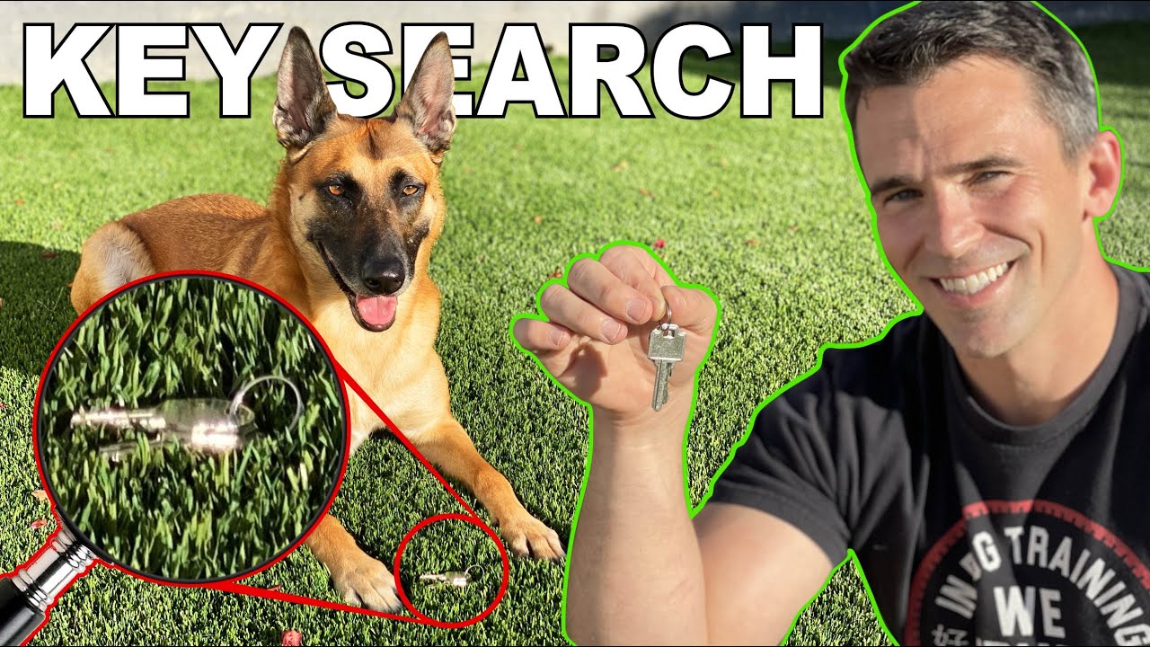 Key Search Trained in One Day! Dog Training!