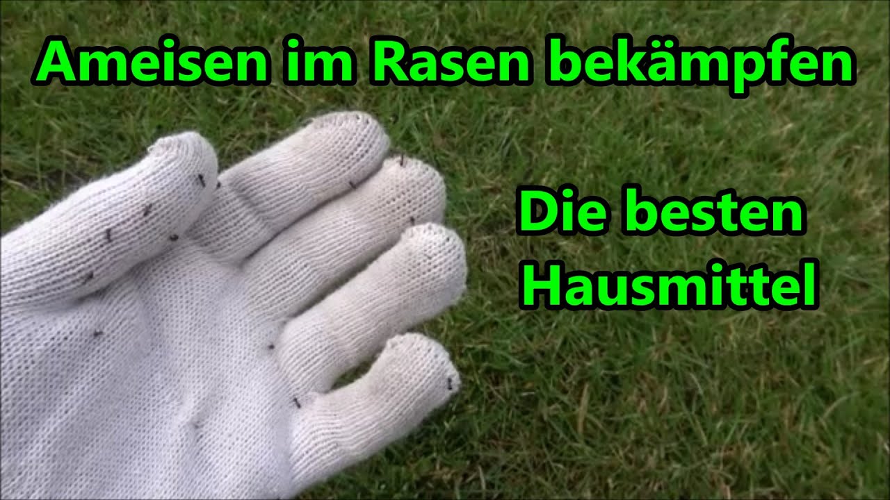 Ameisen im Rasen bekämpfen mit Hausmittel - Diese Methoden empfehle ich gegen Ameisen im Rasen