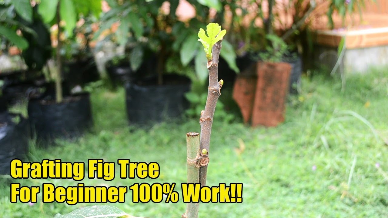 Easy Grafting Figs Tree For Beginner 100% Work