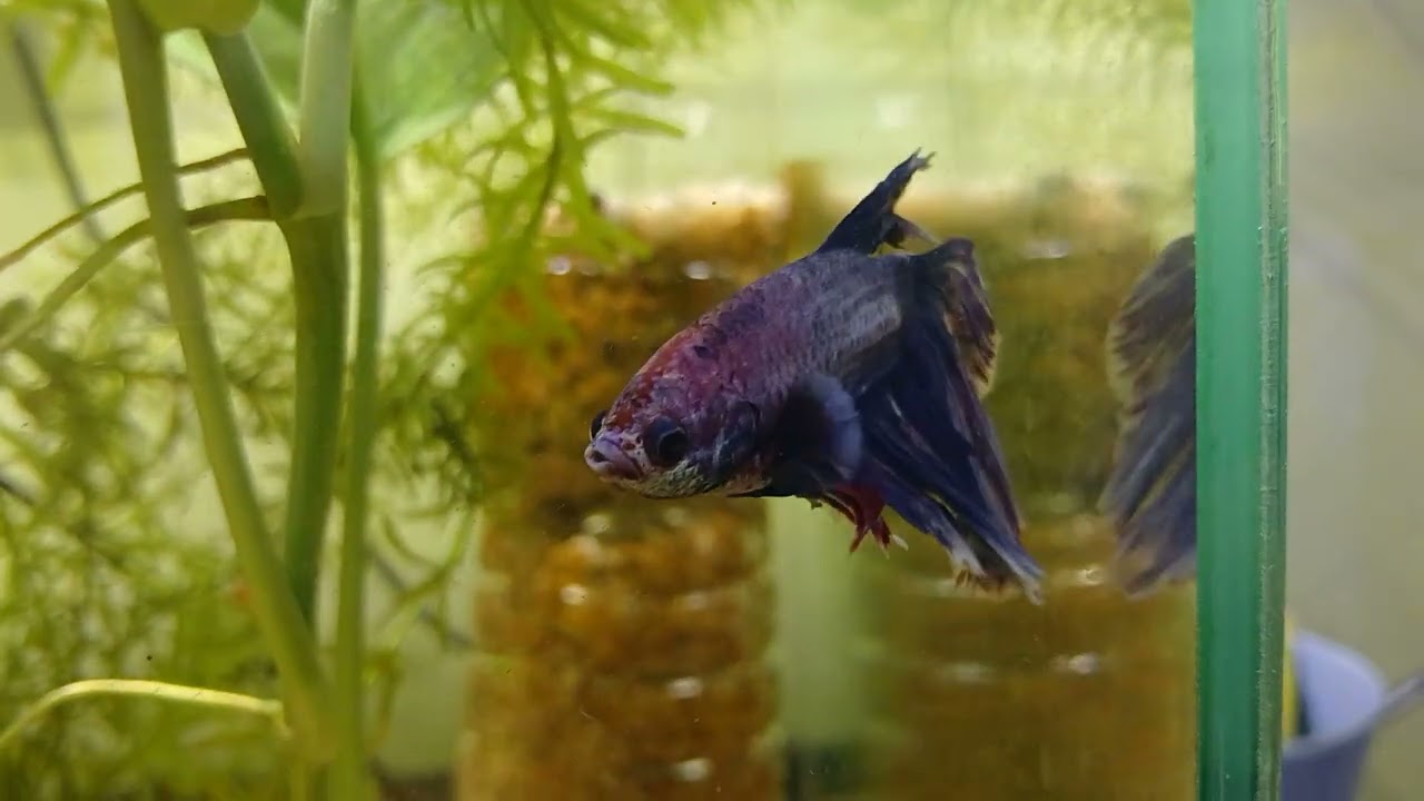 Stunning Siamese fighting fish in FHD close up
