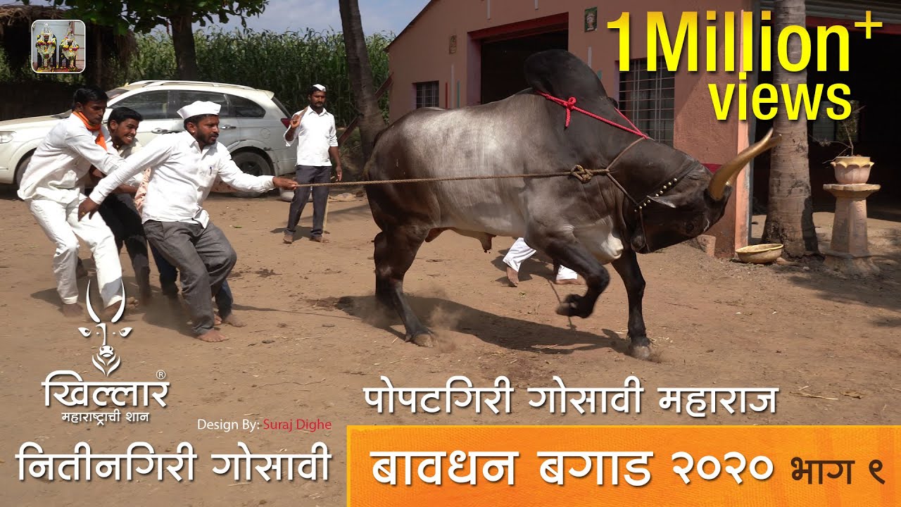 Khillar Maharashtrachi Shaan | धुरावीची बैल हिरा-शिंगरा । भाग ९ । २०२० Khillar