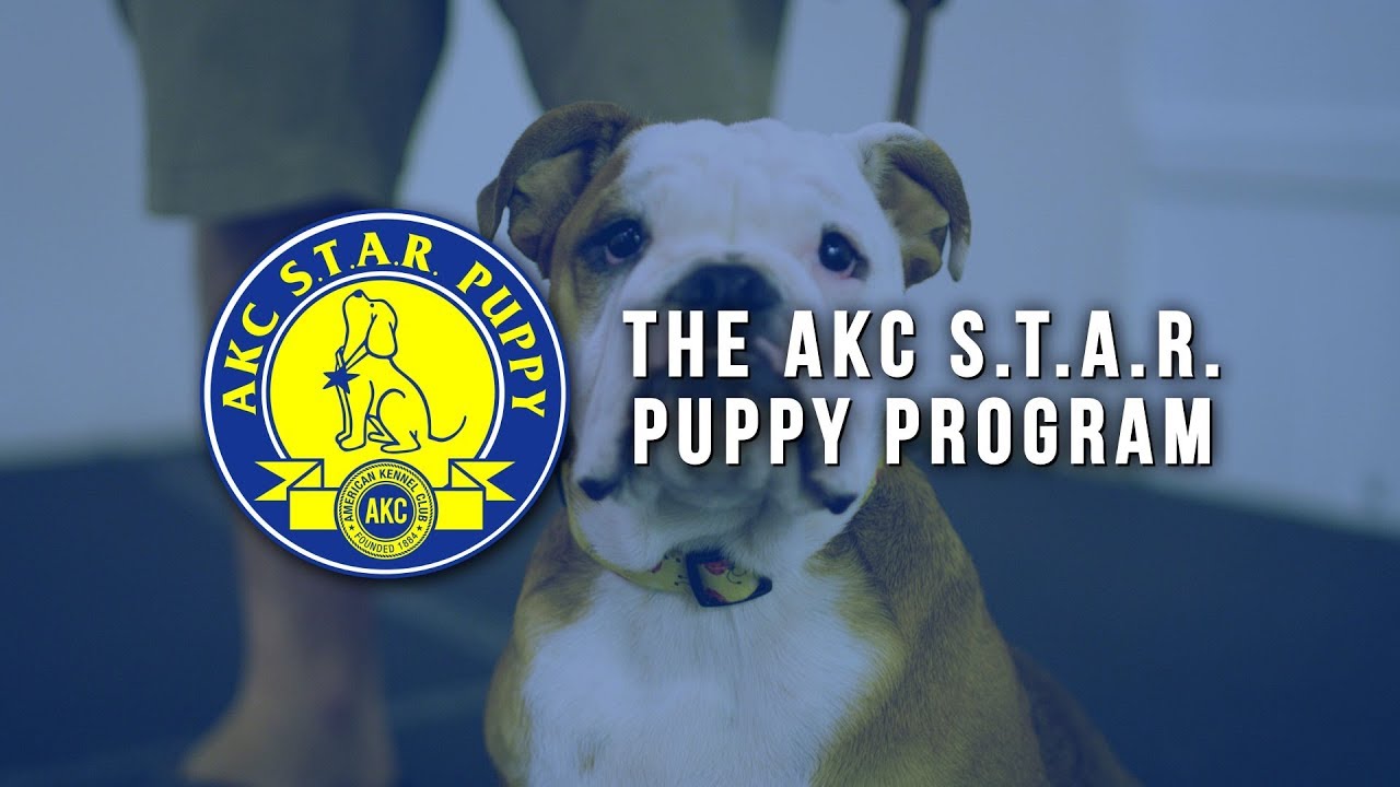 Программа щенков AKC S.T.A.R.