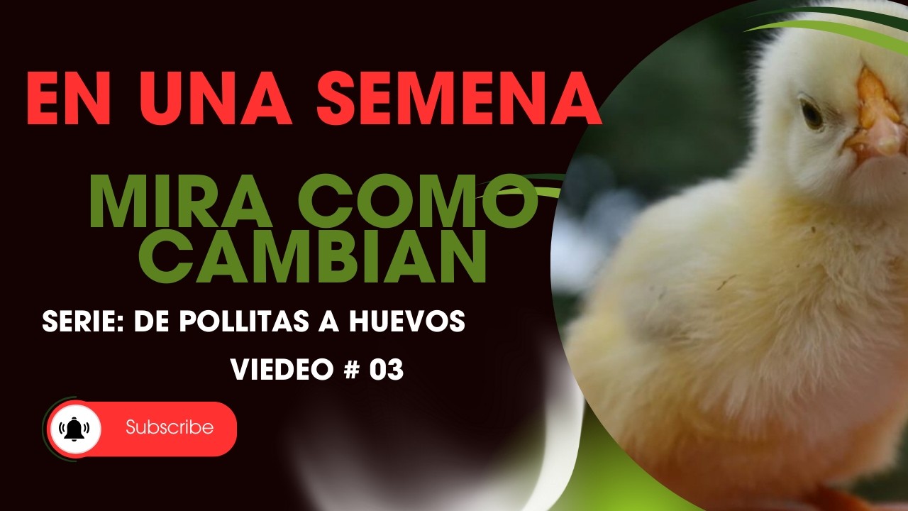 DE POLLITAS A HUEVOS #3 | CIERRE SEMANA 1 CON POLLITAS: EVOLUCIÓN REAL Y CUÁNTO ALIMENTO SUBIR.