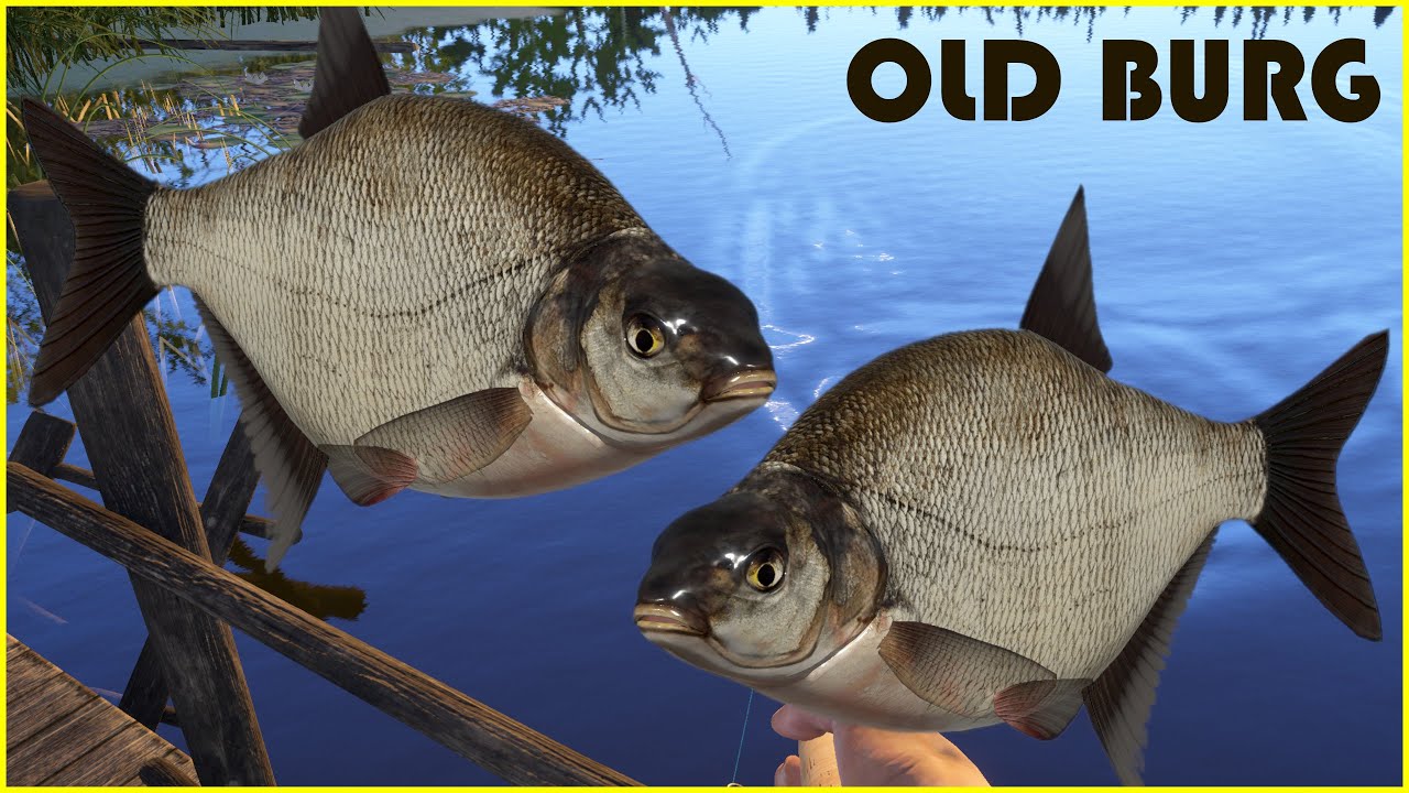 New Very Active Bream spot (and carp ... ) | Russian Fishing 4 Old Burg 396 #mjplay
