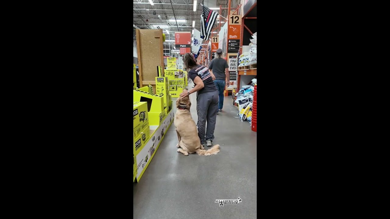 Arizona Dog Training I Phoenix Obedience Training I Golden Retriever Training I All-American K-9