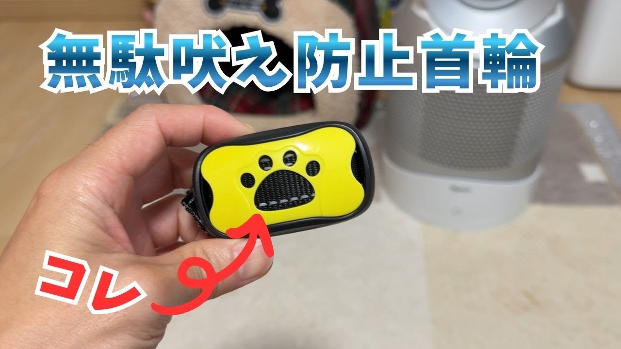【グッズ】無駄吠えに悩んでる人必見？無駄吠え防止首輪を紹介【マルチーズ】