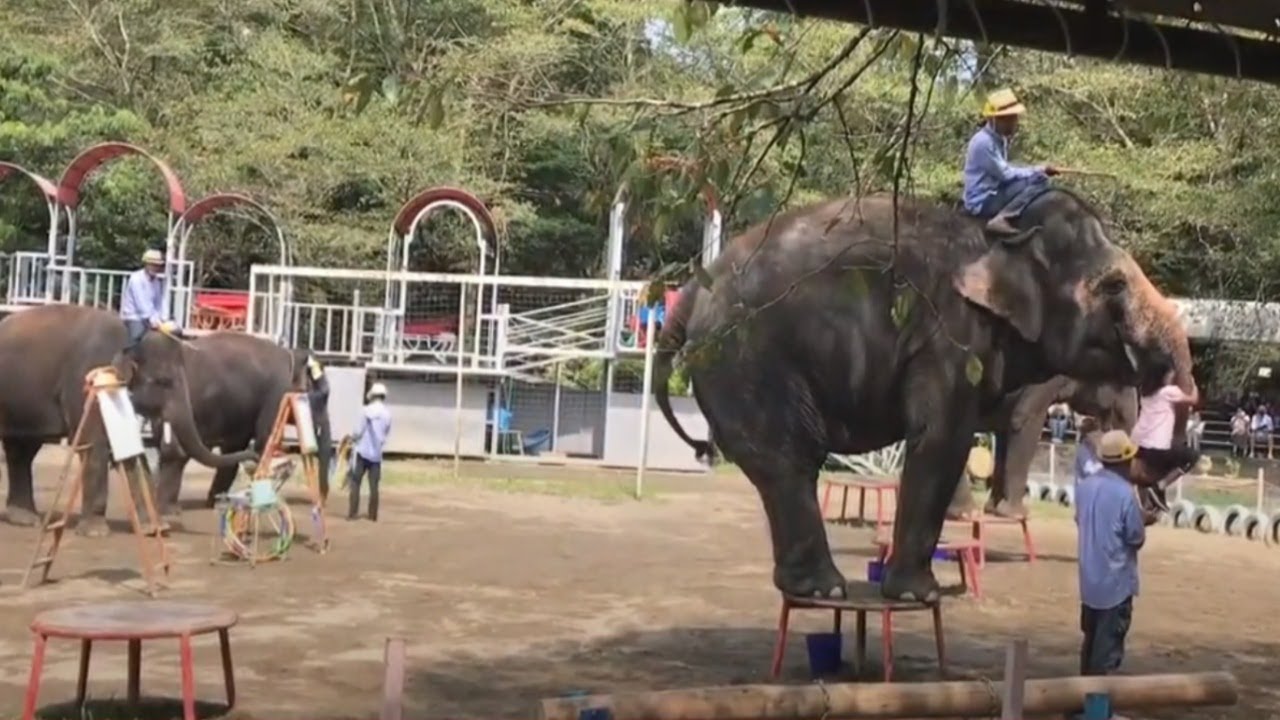 市原ぞうの国 Elephant Kingdom in Ichihara City - Part 4