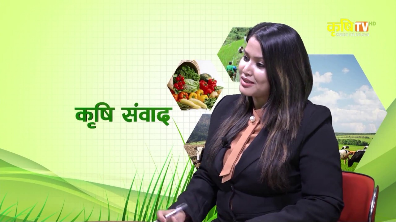 व्यवसायिक बाख्रपालन कुन जातको गर्ने र कसरी ? || Krishi Sambad With Ram Udgar Mahato