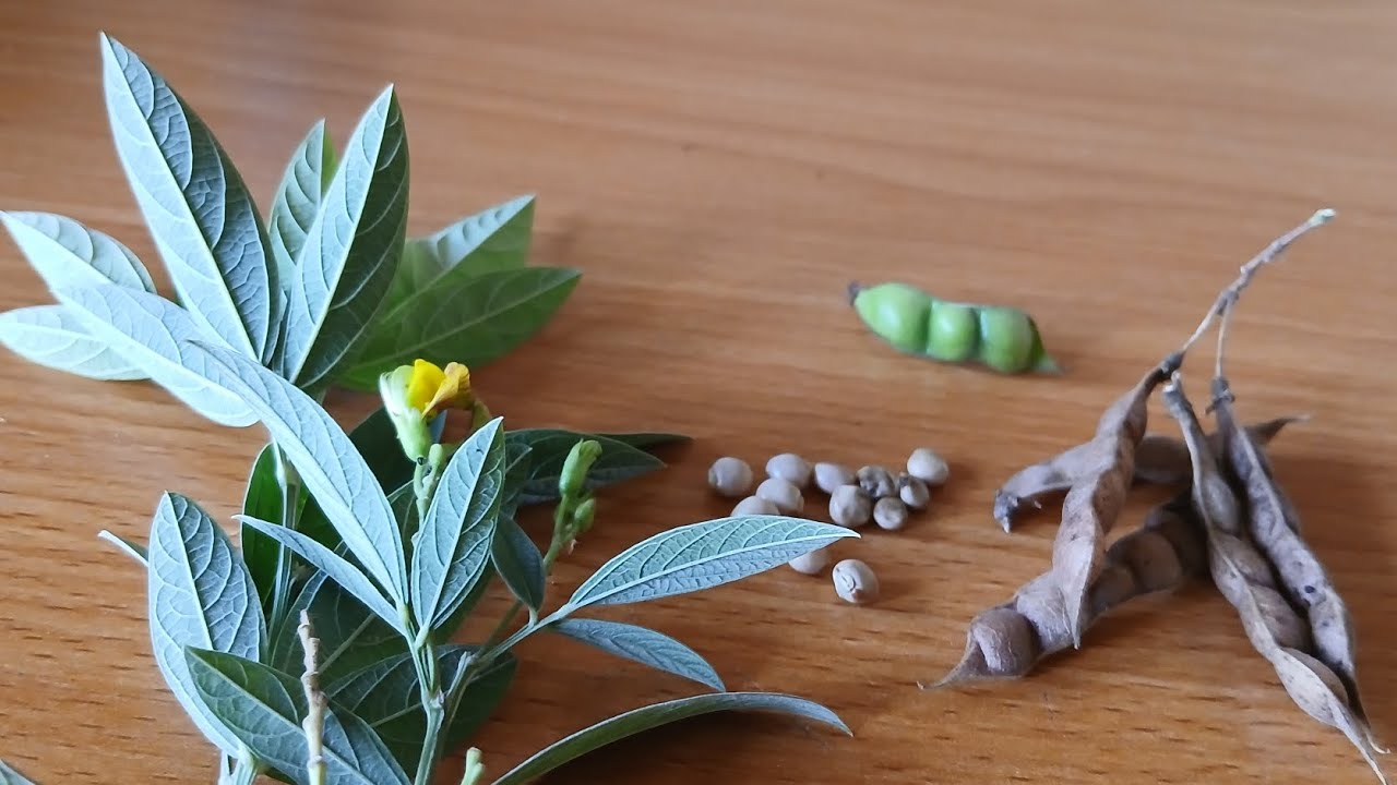 Fiofio (Pigeon Pea): Uses, Benefits, Cultivation & Everything You Need to Know.