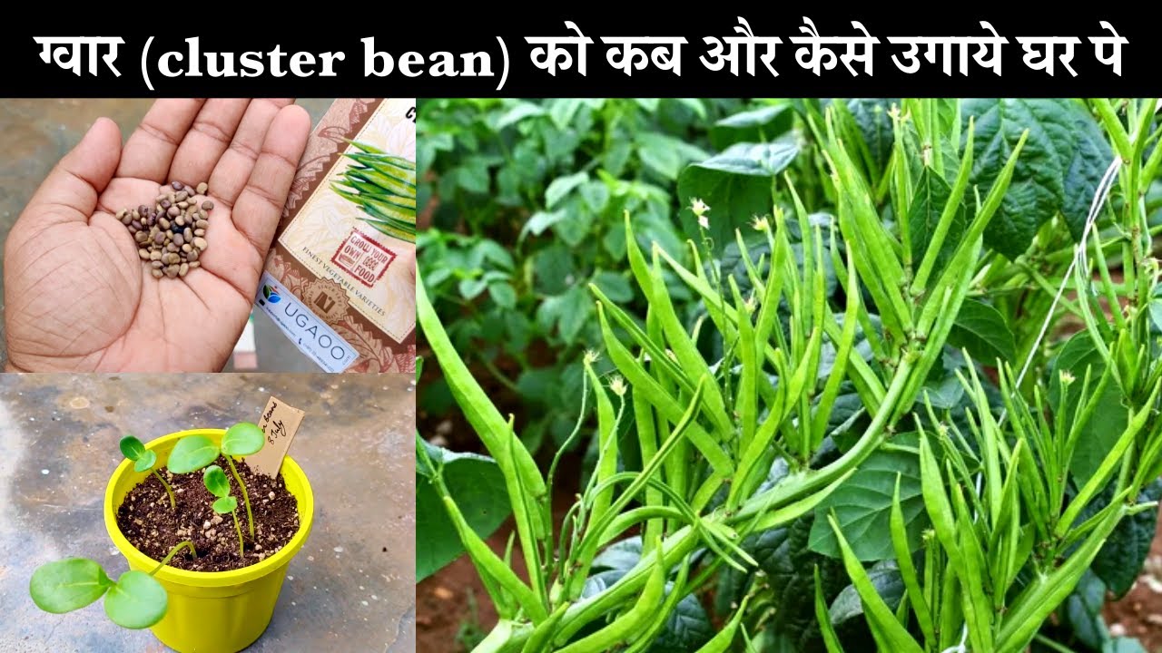 ग्वार की फली को कब और कैसे उगाये घर पे गमले में || How To grow Cluster bean in Containers