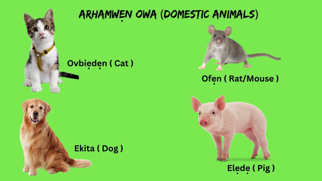 EVERYDAY Edo Words Pt 2 - Arhamwen (Animals)