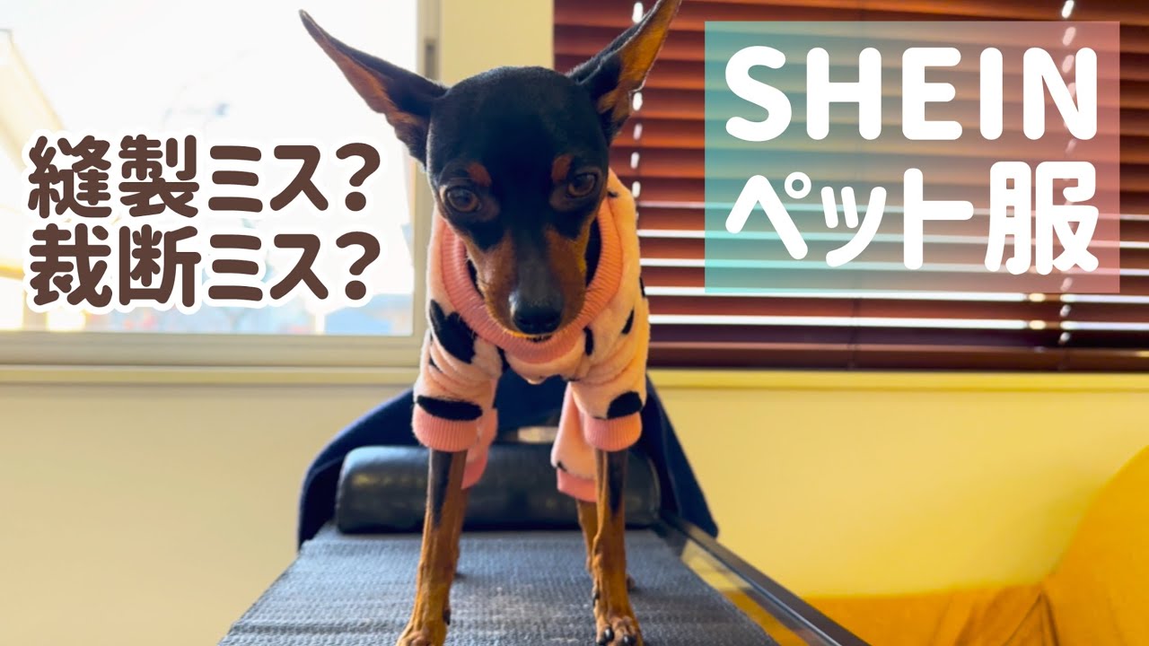 【縫製ミス？裁断ミス？こんなのマシマシ！】SHEINペット服