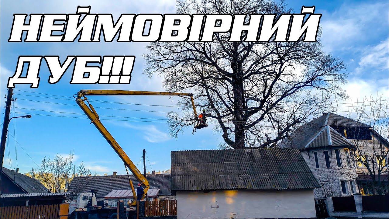 Ріжемо дуб з вишки