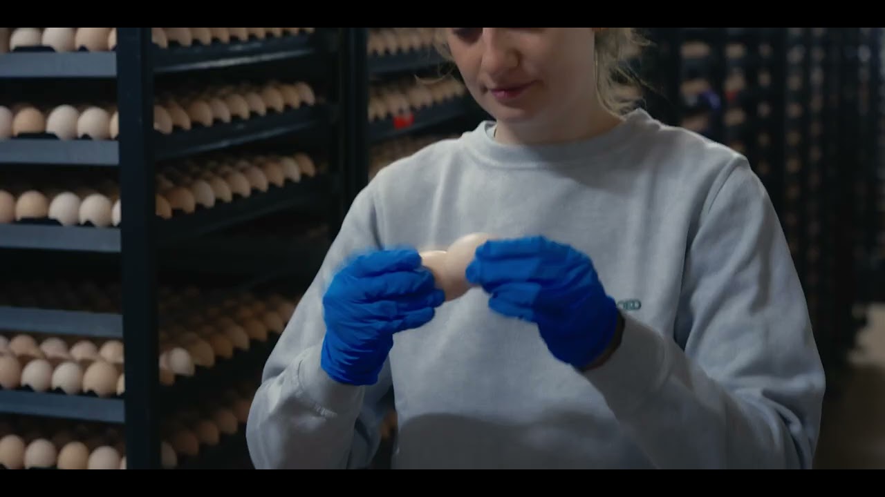 Bedrijfsfilm Belgabroed, Vervaeke Belavi en l'Oeuf d'or