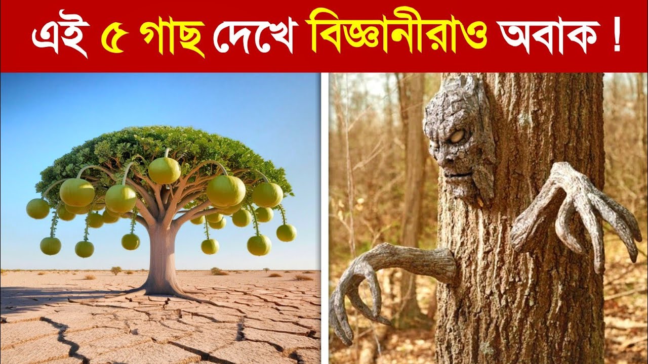 বিরল এসব গাছের সামনে বিজ্ঞানীরাও অবাক হয়েছিল..😱 || most mysterious and strange trees in bangla