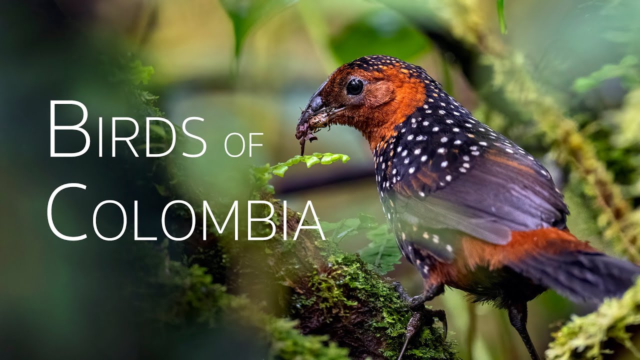 Colombia Birding Adventure: Diverse Avian Wonders | Episode 4