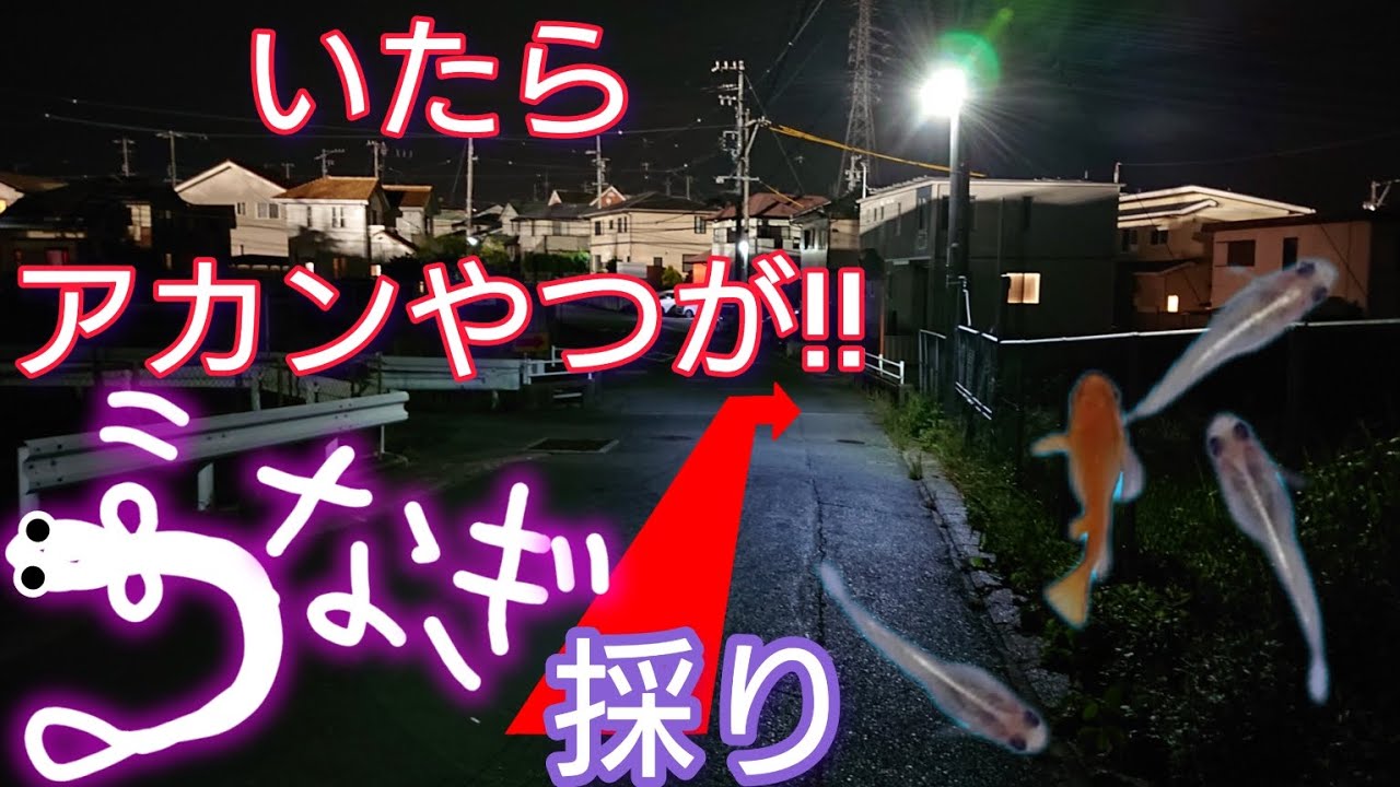 (第26夜)23年6月【天然ウナギを求めて】いたらアカンやつが大量に！#ガサガサ #ウナギ採り #ウナギ釣り #採集
