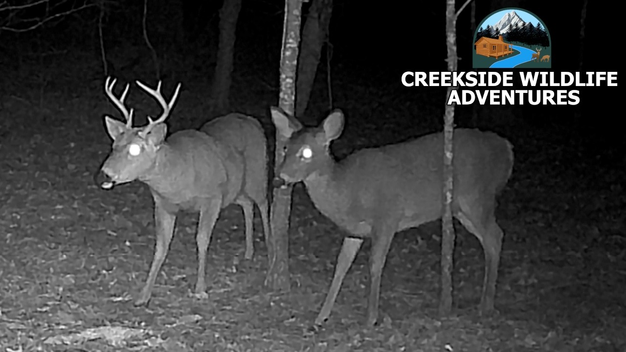 Cute Deer Couple On Trailcam