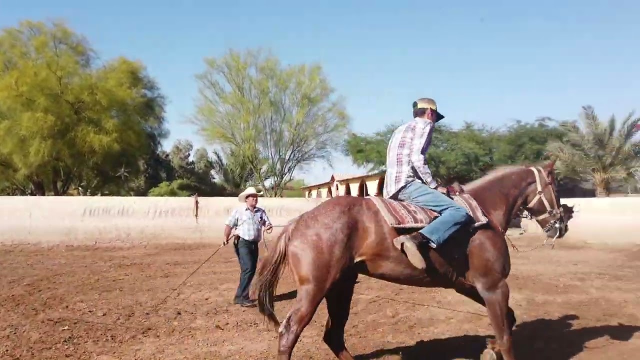 EJERCICIOS PARA EL EQUILIBRIO A CABALLO - GRAPAS