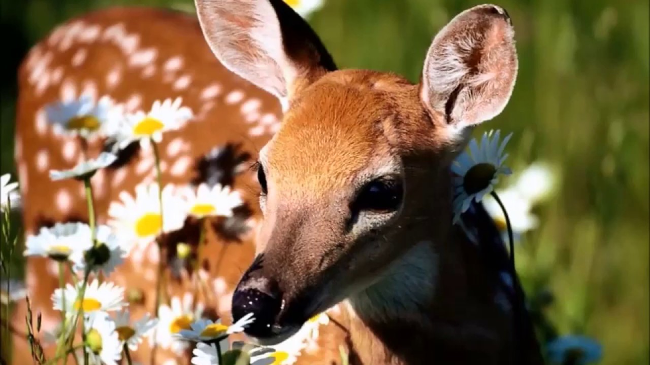 Sologne Faune et Flore