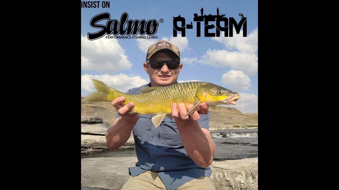 Intro & Yellowfish on Salmo Hornets