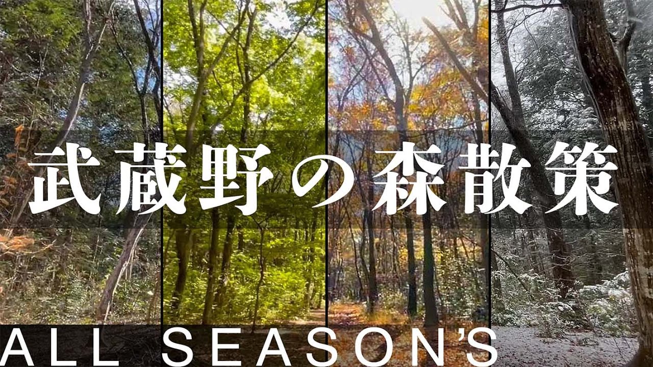 【旅するインコが】武蔵野の雑木林を1年かけて散歩したよ !! One year&rsquo;s landscape in one wooded area.