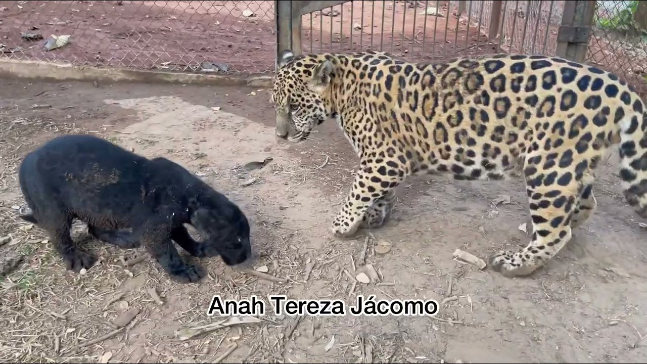 Será que o Romeu vai sobreviver 😬😬😬?