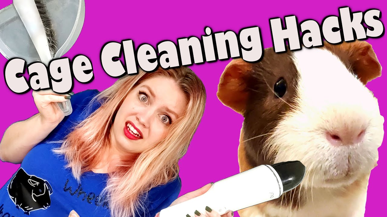 I saved hours on guinea pig cage cleaning with these tips!