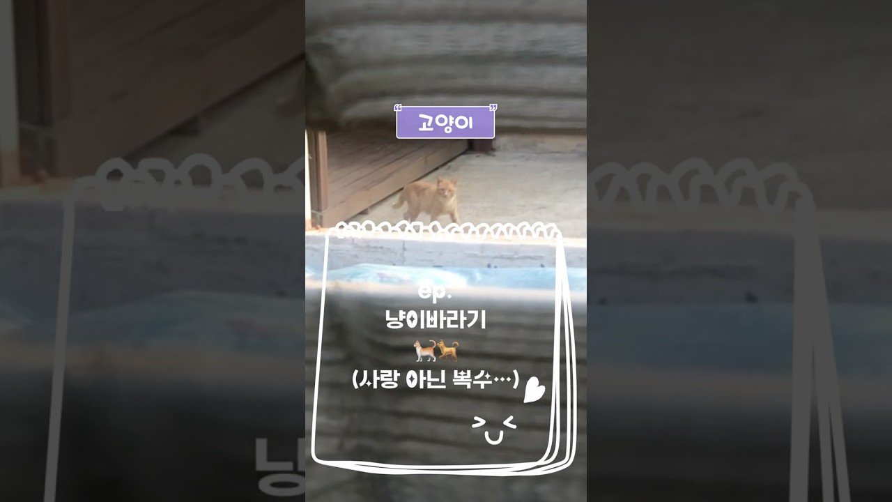 *진돗개흰봄-냥이 바라기 흰봄(사랑 아닌 복수💦