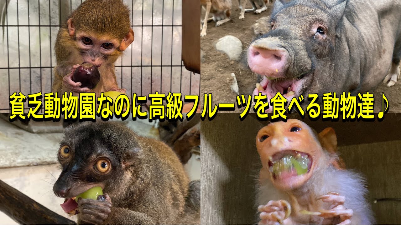 なぜ！？貧乏動物園なのに飼育スタッフのごはんより良いものを食べられる動物園の動物達♪