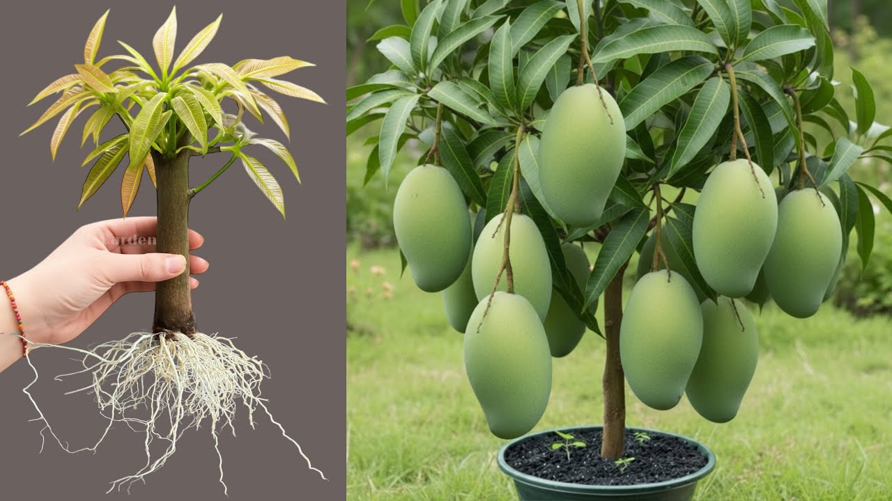 How to grow mango tree cuttings faster with aloe vera. Bast Idea propagation mango tree 