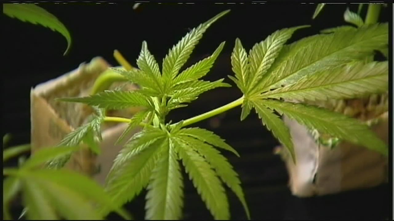 More people accepting medical marijuana