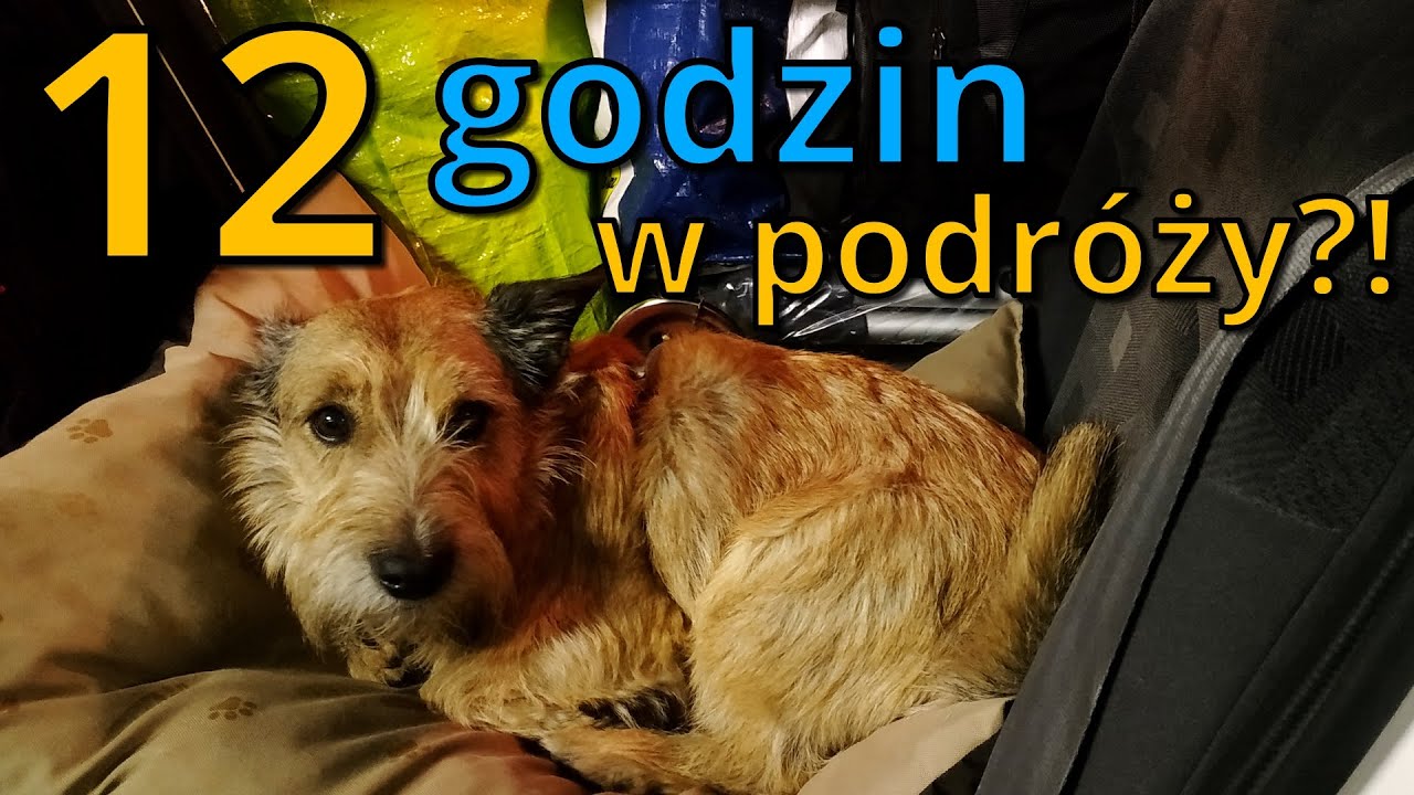 Jedziemy z psem do Chorwacji! Camping Finida - Umag | Chorwacja 2020 #1